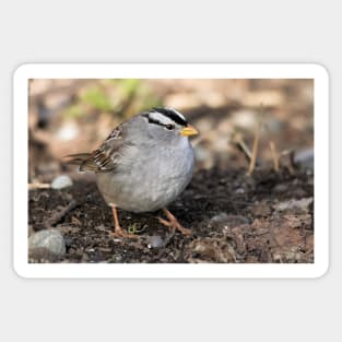 White-Crowned Sparrow at the Park Sticker